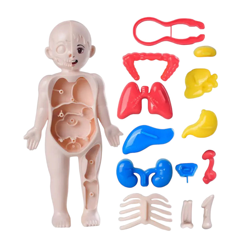 Human Anatomy Doll