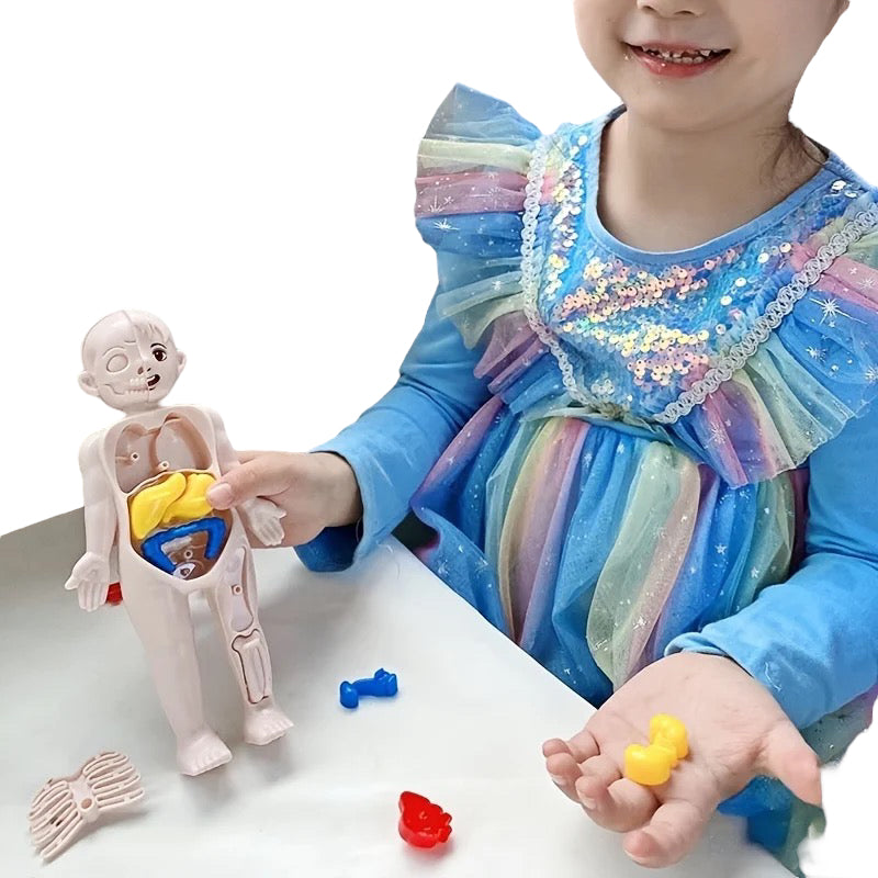 Human Anatomy Doll