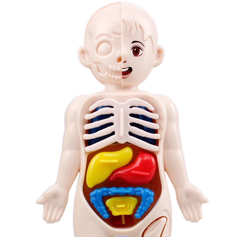 Human Anatomy Doll