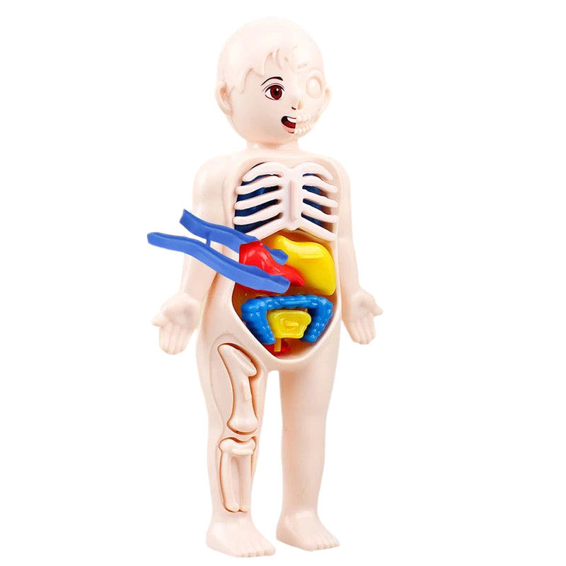 Human Anatomy Doll