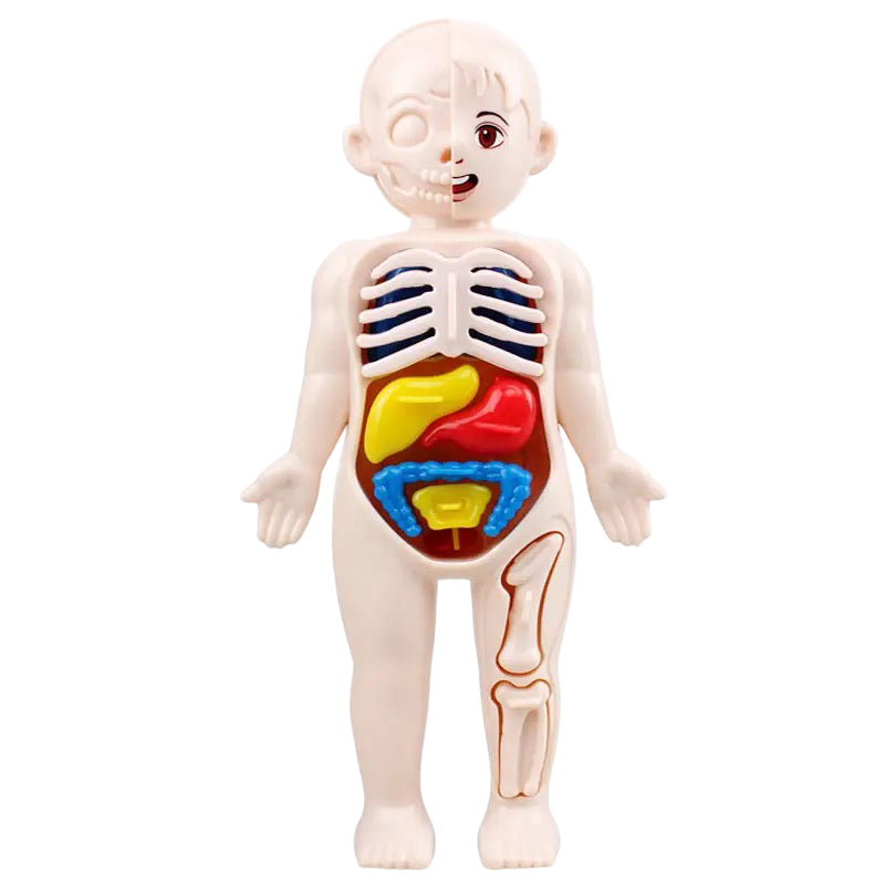 Human Anatomy Doll