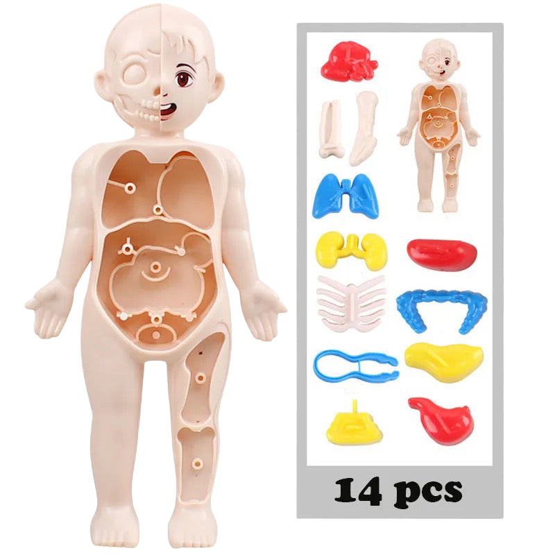 Human Anatomy Doll
